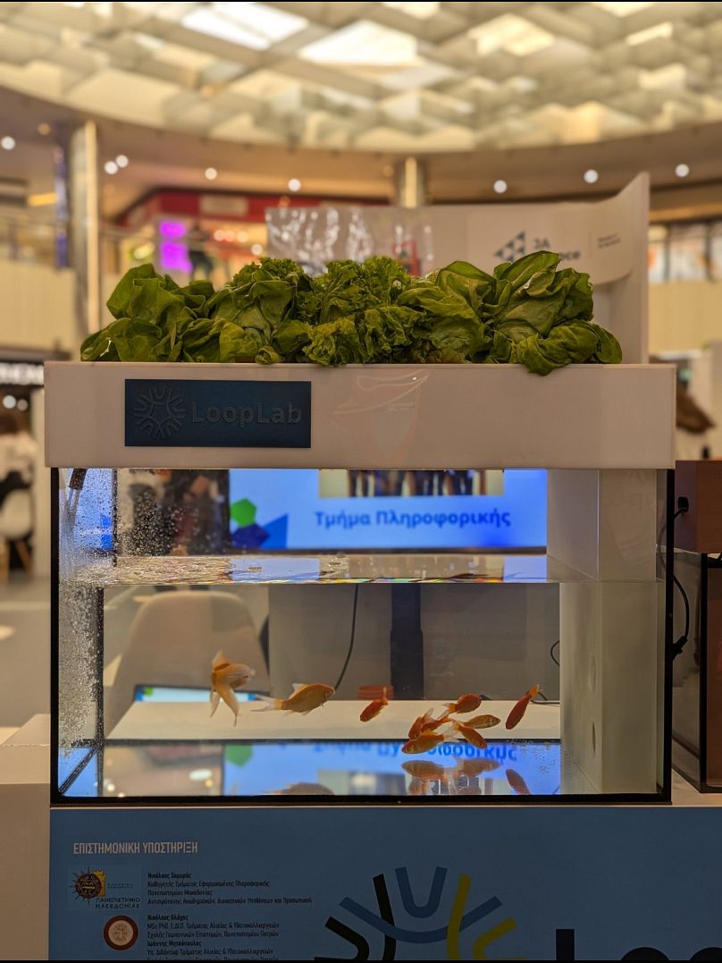 Συμβιωτική καλλιέργεια ψαριών και φυτών για την παραγωγή τροφίμων