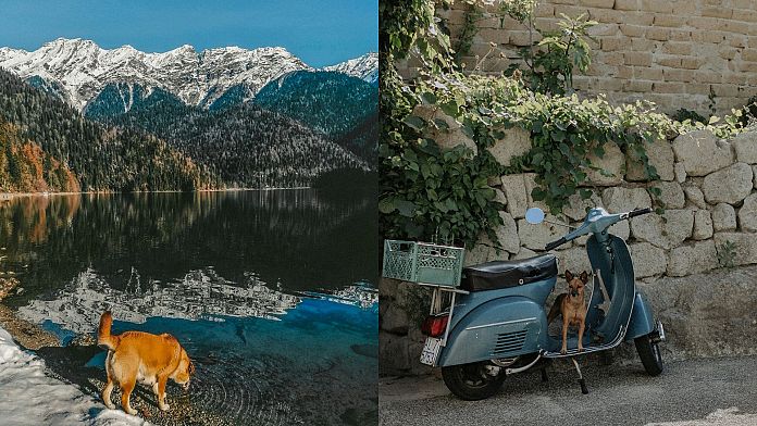 I principali operatori e le rotte dell'Europa per un'avventura amichevole per cani in tutto il continente 1 696x392 cmsv2 8fb7ec71 99d6 596b b36d f3a2734de3e5 9187674