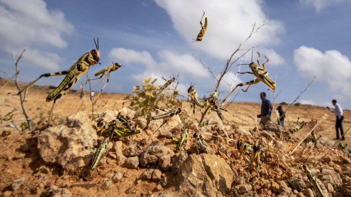الجراد الصحراوي يجتاح جنوب ليبيا مجددا... خطر يهدد المحاصيل ولقمة العيش