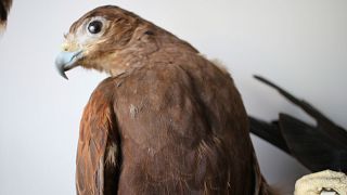 African conservationists saving vultures from going extinct