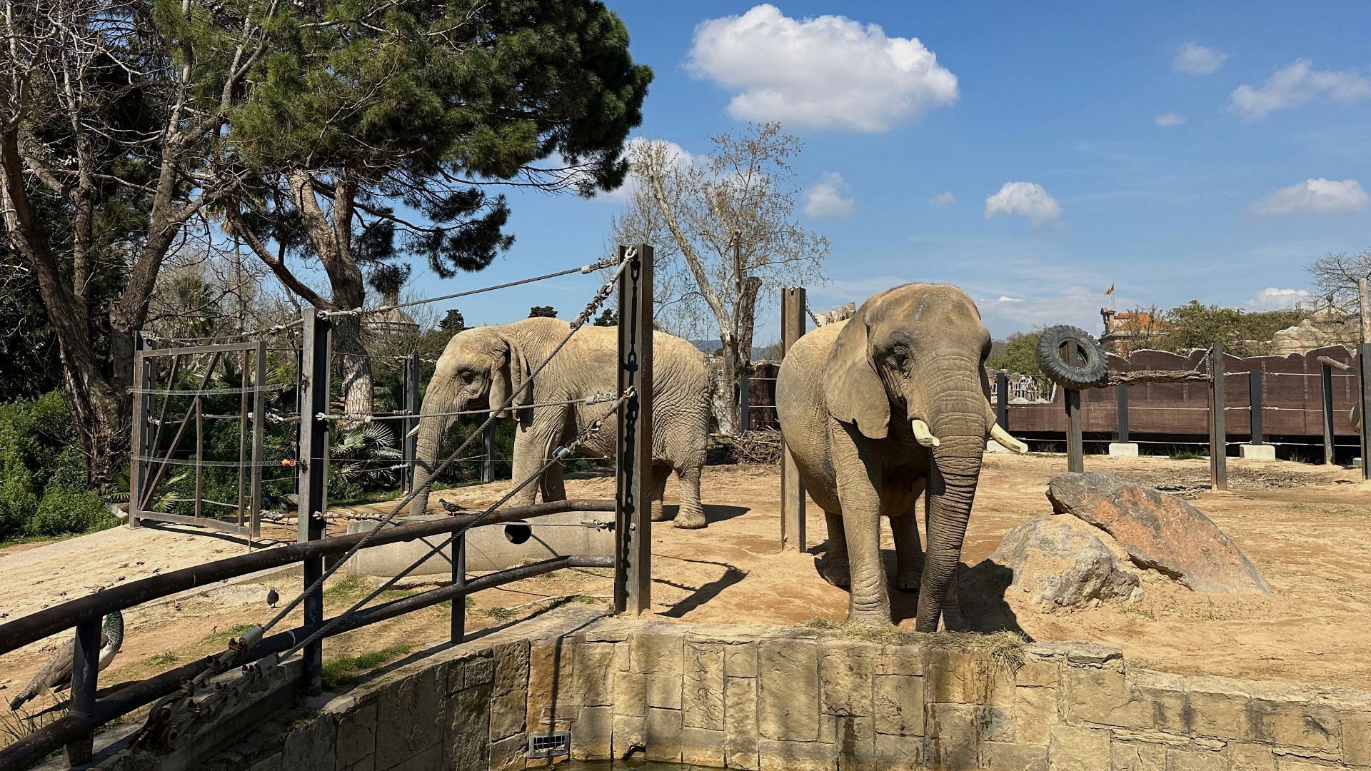 Due vecchi elefanti africani Bully, a sinistra, e Susi, in piedi all'interno dello zoo di Barcellona, in Spagna.