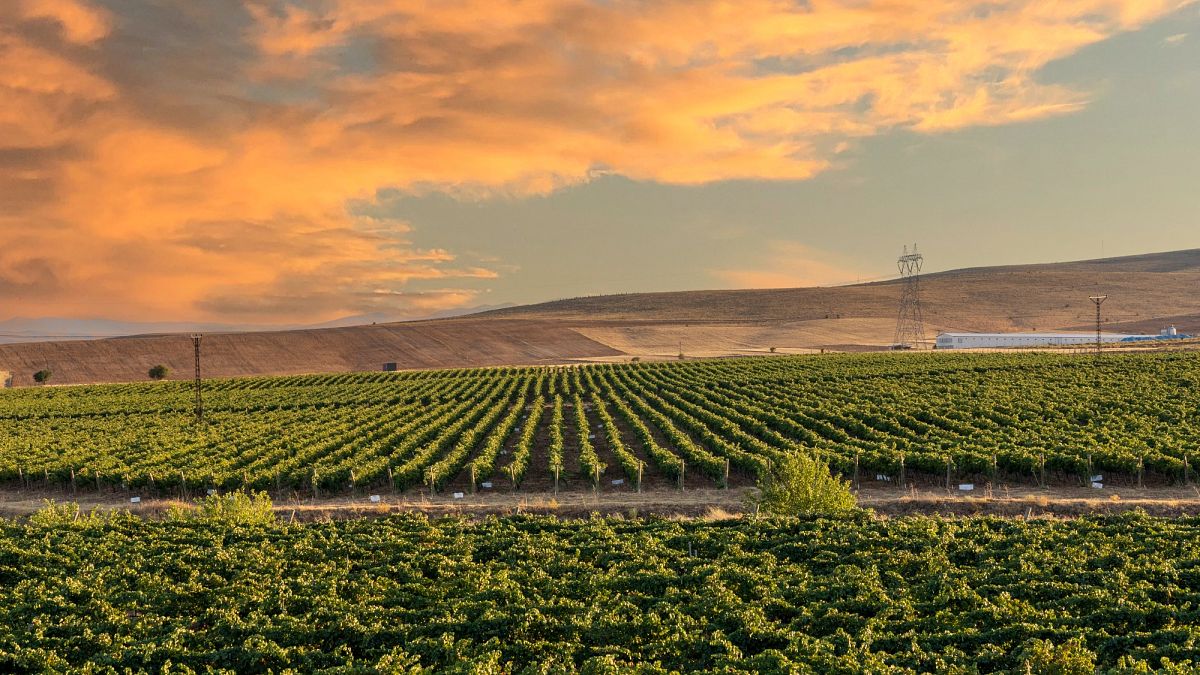 Des vignes en passsant par les paysages : découvrez les meilleures régions viticoles de Turquie