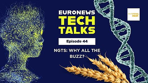 NGTs: Inside the first European gene-edited wheat field trial | Euronews Tech Talks 