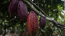 Pâques : la pénurie de fèves de cacao fait grimper le coût du chocolat