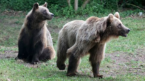 Two brown bears explore their new home at the Mueritz Bear Sanctuary in Stuer, Germany, on June 19, 2023. 