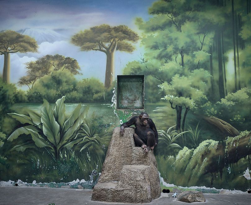 Aus der Serie ‚Anthropocene Illusion‘ von Zed Nelson, UK, Fotograf des Jahres, Professioneller Wettbewerb, Wildlife & Nature, Sony World Photography Awards 2025