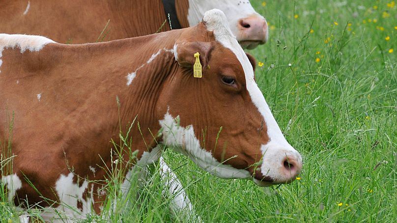 Milchkühe grasen auf einer Weide bei Rosenheim in Oberbayern. 28. Mai 2008.