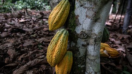 Côte d'Ivoire : le cacao plombé par les droits de douane américains