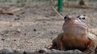 Una rana espera para cruzar una carretera cerca de San Petersburgo para llegar a los sitios de desove
