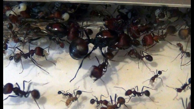messor cephalotus kolónia