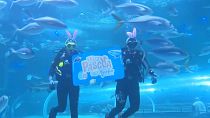 Des œufs de Pâques pour les poissons de l’aquarium de Rio