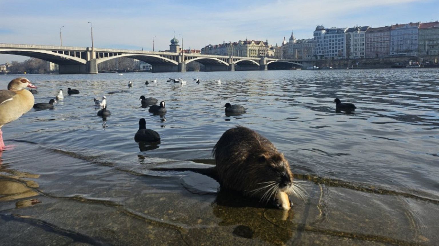 A nutria hanging out on the riverside in Austria.