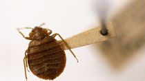 Harare City Council says bedbug infestation confined to only one locality