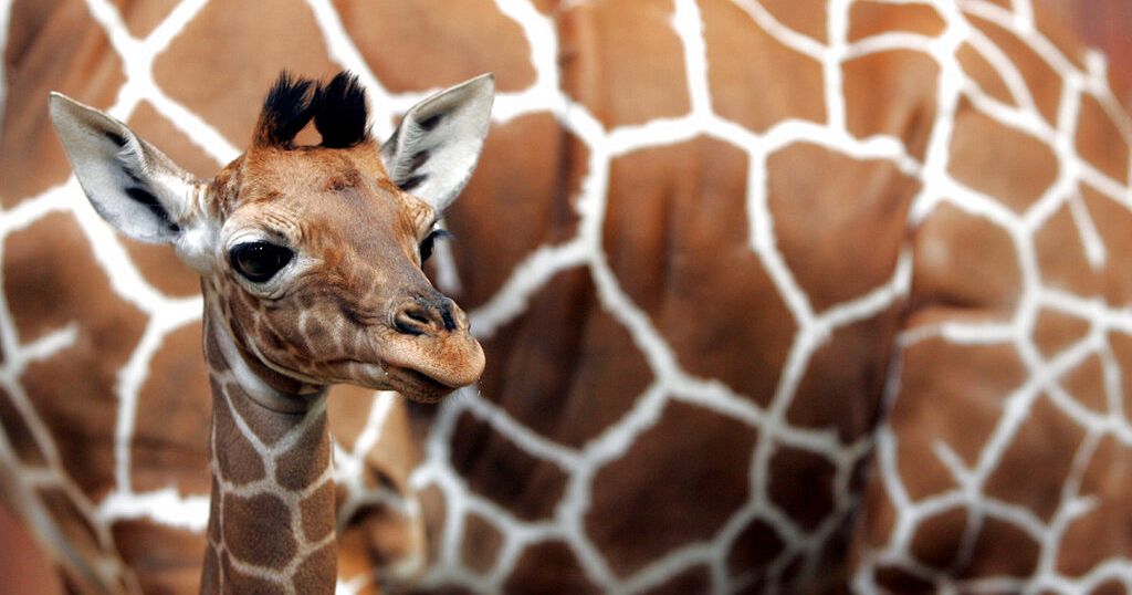 Newborn Masai giraffe calf makes first appearance at San Diego Zoo Newborn Masai giraffe calf makes first appearance at San Diego Zoo