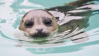 A seal swims in a tank at the new seal sanctuary in Lauwersoog, northern Netherlands.