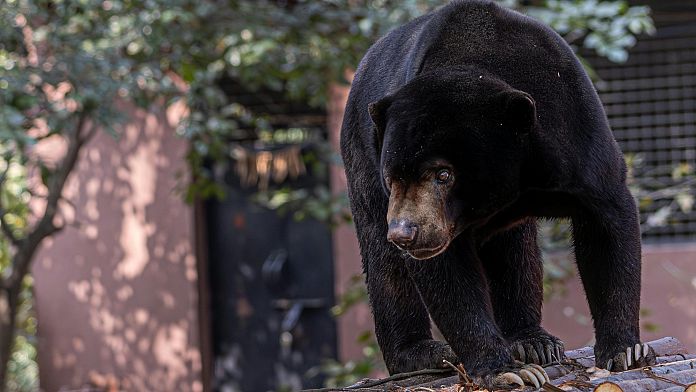 Three bears spotted playing on children's swing in Connecticut