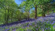 Bluebells are in peak season across Scotland and the UK.