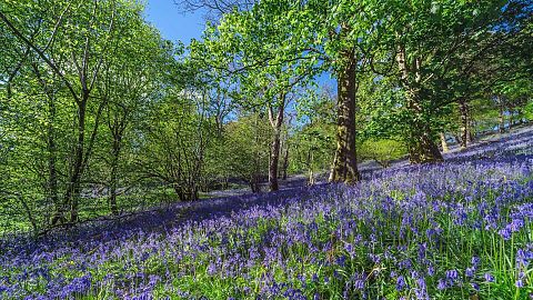 Bluebells are in peak season across Scotland and the UK.