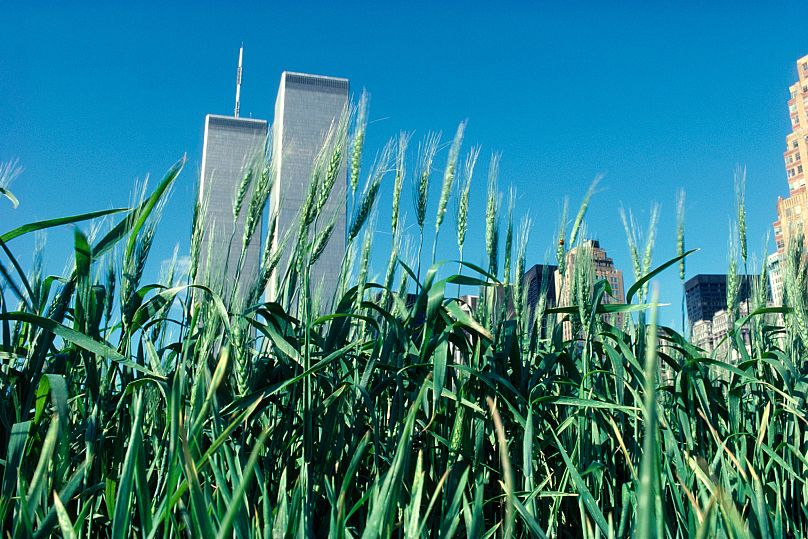 A friss, még zöld tavaszi búza, háttérben a World Trade Center azóta már lerombolt ikertornyai