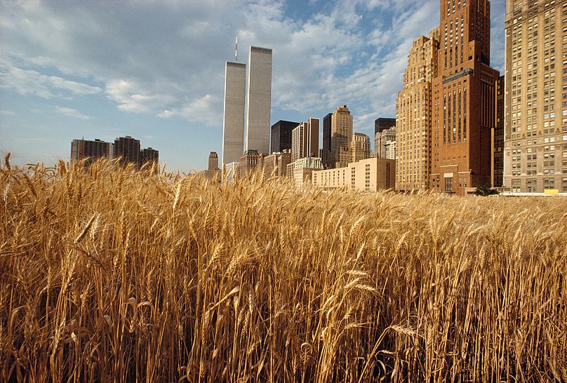 A beérett búza New York homokszínű magasházaival