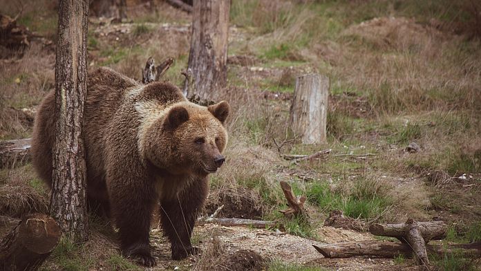 Mistreated bears rehabilitated in Bulgarian wildlife refuge