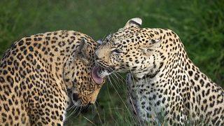 Leopards are facing increasing commercialisation, threatening their survival. 