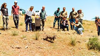 A young Iberian lynx is released in Extremadura, 28 April 2025.