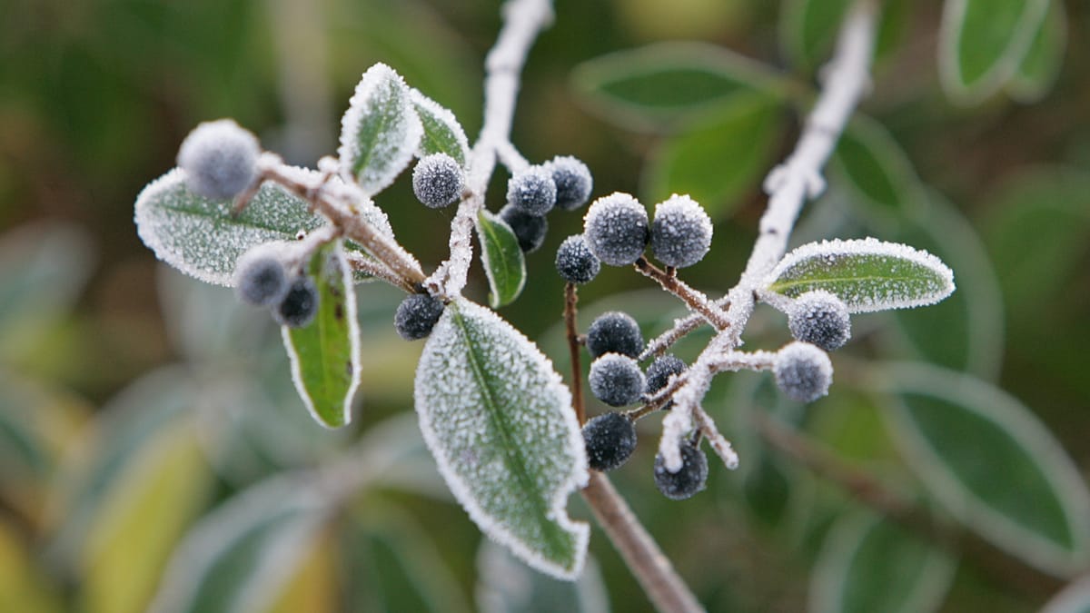 Ice Saints 2025: Cold shock in spring?