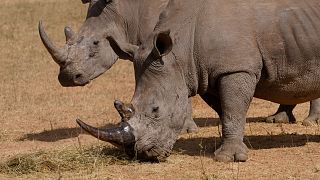 Poachers kill more than 100 rhinos in South Africa