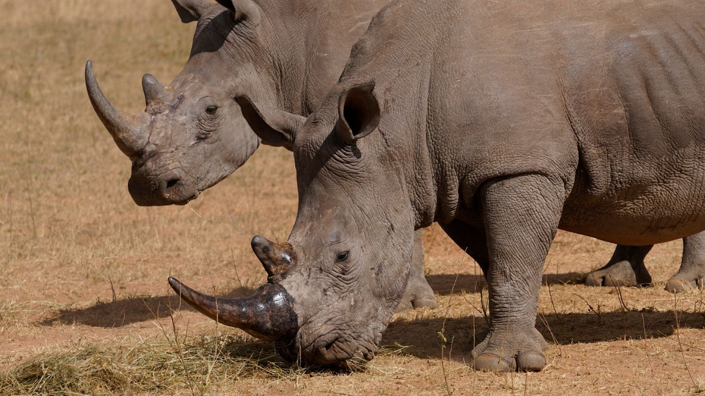 Poachers have killed more than 100 rhinos in South Africa this year, most  of them in national parks