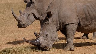 A rhino, front, recovers from a tranquilizer, after a hole was drilled into its horn and isotopes carefully inserted, at a rhino orphanage in Limpopo.