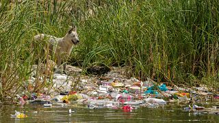 Égypte : la pêche au plastique dans le Nil, une activité rentable