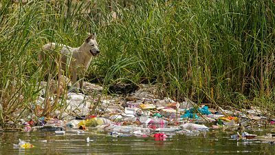 Égypte : la pêche au plastique dans le Nil, une activité rentable