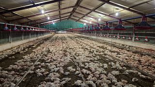 Afrique du Sud : des milliers de poulets euthanasiés après avoir été affamés