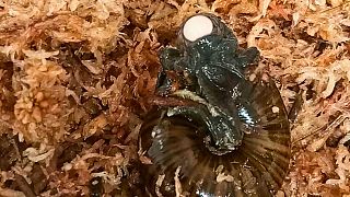 A Powelliphanta augusta snail lays an egg from it's neck at the Hokitika Snail Housing facility, 18 September 2024, in Hokitika, New Zealand.