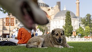 Animal rights advocates have also claimed that many street animals were indiscriminately killed after the passage of the law last August.
