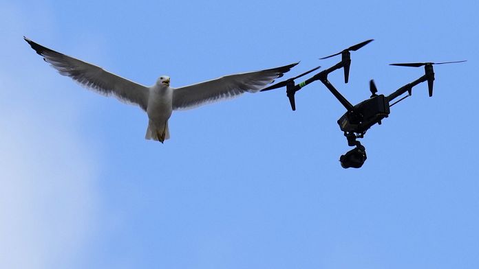 Conclave, in attesa della fumata bianca due gabbiani rubano la scena