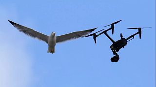 One of the seagulls that perched on the roof of the Sistine Chapel