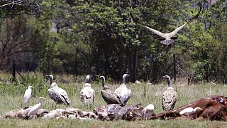 Over 100 vultures dead after eating poisoned elephant in South Africa