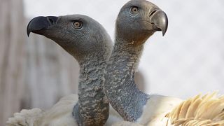 Vultures are key to the ecosystem.