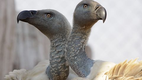 Vultures are key to the ecosystem.