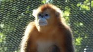 Golden snub-nosed monkey at Beauval Zoo