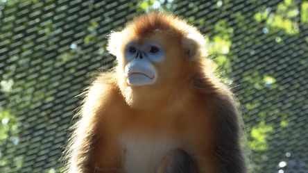 Les seuls singes dorés visibles en Europe présentés au zoo de Beauval