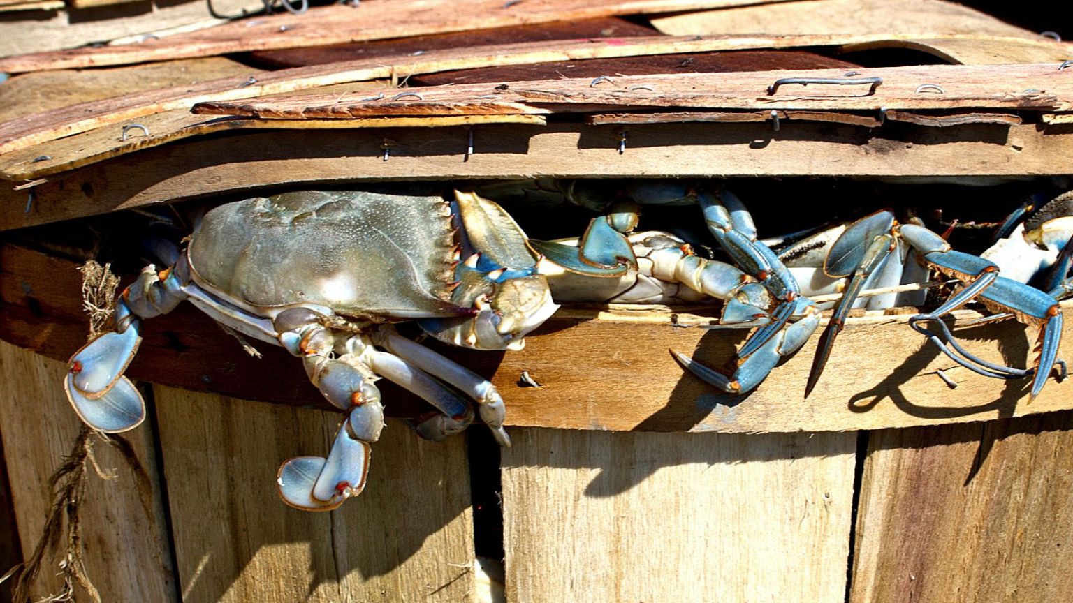 A bushel of blue crabs. A TikTok video of woman air frying the animals has prompted outrage, but the views are still adding up.