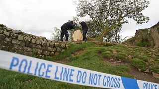 Forensic investigators from Northumbria Police examining the felled Sycamore Gap tree in Northumberland, 29 September, 2023