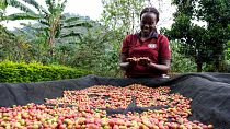 How Ugandan women are taking control of the coffee business