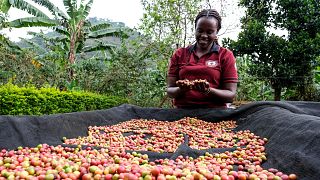 En Ouganda, le café change la vie des femmes rurales