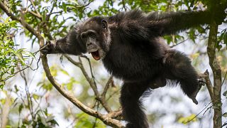 Biodiversité : les chimpanzés utilisent des rythmes pour communiquer à distance