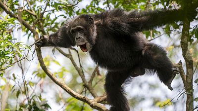 Biodiversité : les chimpanzés utilisent des rythmes pour communiquer à distance