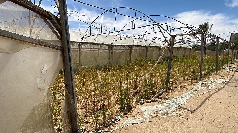 Las tierras agrícolas de Gaza ya no son aptas para el cultivo.